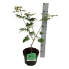 Japanse esdoorn | Acer japonicum 'Aconitifolium'