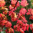 Japanse esdoorn | Acer japonicum 'Aconitifolium'