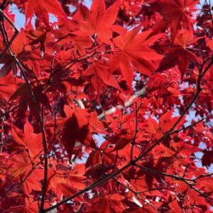 Japanse esdoorn | Acer pal. 'Bloodgood'