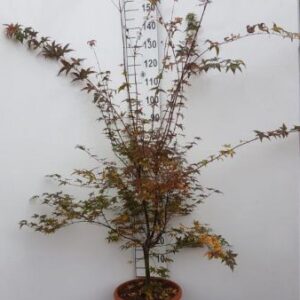Japanse esdoorn | Acer pal. 'Deshojo'