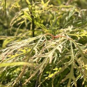 Japanse esdoorn | Acer pal. 'Dissectum'