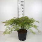Japanse esdoorn | Acer pal. 'Dissectum' (C5 50-60 CM) Japanse esdoorn | Acer pal. 'Dissectum'