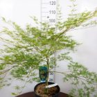 Japanse esdoorn | Acer pal. 'Emerald Lace'