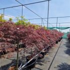 Japanse esdoorn | Acer pal. 'Inaba-shidare' (C5 40-50 CM) Japanse esdoorn | Acer pal. 'Inaba-shidare'