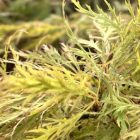 Japanse esdoorn | Acer pal. 'Inaba-shidare' (C5 40-50 CM) Japanse esdoorn | Acer pal. 'Inaba-shidare'