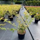 Japanse esdoorn | Acer pal. 'Katsura'