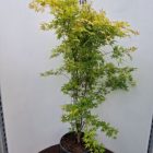Japanse esdoorn | Acer pal. 'Katsura'