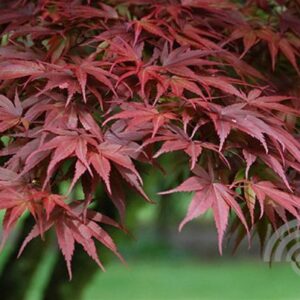 Japanse esdoorn | Acer pal. 'Pixie'