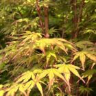 Japanse esdoorn | Acer pal. 'Sango-Kaku' (C10 80-100 CM) Japanse esdoorn | Acer pal. 'Sango-Kaku'