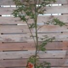 Japanse esdoorn | Acer pal. 'Sango-Kaku' (C10 80-100 CM) Japanse esdoorn | Acer pal. 'Sango-Kaku'