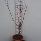 Japanse esdoorn | Acer pal. 'Sango-Kaku' (C10 80-100 CM) Japanse esdoorn | Acer pal. 'Sango-Kaku'