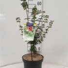 Japanse esdoorn | Acer pal. 'Shishigashira' (C5 40-50 CM) Japanse esdoorn | Acer pal. 'Shishigashira'