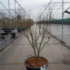 Japanse esdoorn | Acer pal. 'Shishigashira' (C5 40-50 CM) Japanse esdoorn | Acer pal. 'Shishigashira'