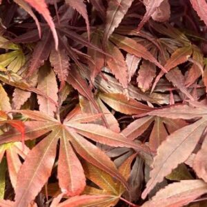 Japanse esdoorn | Acer pal. 'Skeeter's Broom'