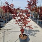 Japanse esdoorn | Acer pal. 'Skeeter's Broom' (C5 50-60 CM) Japanse esdoorn | Acer pal. 'Skeeter's Broom'