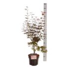 Japanse esdoorn | Acer pal. 'Skeeter's Broom' (C5 50-60 CM) Japanse esdoorn | Acer pal. 'Skeeter's Broom'