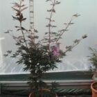 Japanse esdoorn | Acer pal. 'Trompenburg' (C10 60-80 CM) Japanse esdoorn | Acer pal. 'Trompenburg'