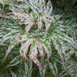 Japanse esdoorn | Acer pal. 'Ukigumo'