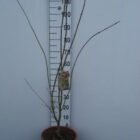 Japanse esdoorn | Acer pal. 'Ukigumo' (C10 60-80 CM) Japanse esdoorn | Acer pal. 'Ukigumo'