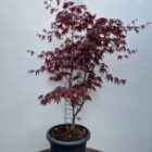 Acer palmatum Bloodgood C15 80 100 6x4 1