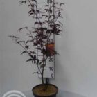 Japanse esdoorn | Acer palmatum 'Bloodgood'