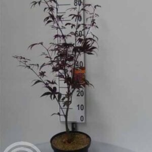Japanse esdoorn | Acer palmatum 'Bloodgood'