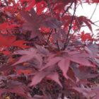 Japanse esdoorn | Acer palmatum 'Bloodgood'