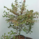 Japanse esdoorn | Acer palmatum 'Deshojo' | In pot 15L | Hoogte 100-125cm Japanse esdoorn | Acer palmatum 'Deshojo'