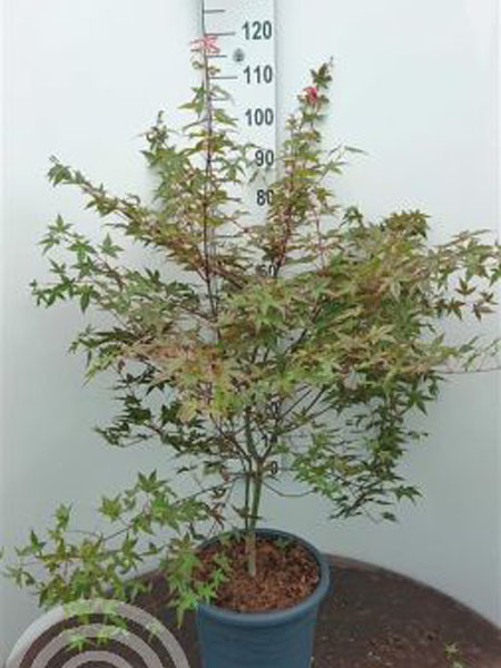 Acer palmatum Deshojo C15-100-125 6x4 Japanse esdoorn | Acer palmatum 'Deshojo'