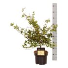 Japanse esdoorn | Acer palmatum 'Deshojo'