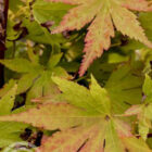 Japanse esdoorn | Acer palmatum 'Deshojo'