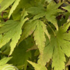 Japanse esdoorn | Acer palmatum 'Deshojo'