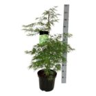 Japanse esdoorn | Acer palmatum 'Dissectum'