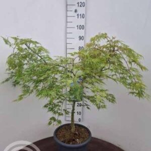 Japanse esdoorn | Acer palmatum 'Dissectum'
