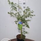 Japanse esdoorn | Acer palmatum 'Dissectum'