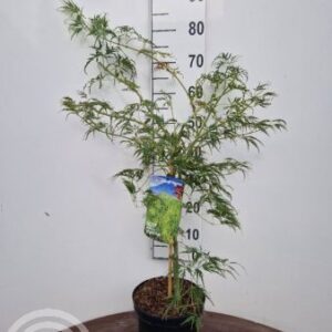 Japanse esdoorn | Acer palmatum 'Dissectum'