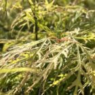 Japanse esdoorn | Acer palmatum 'Dissectum'