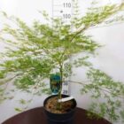 Japanse esdoorn | Acer palmatum 'Emerald Lace'