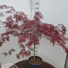 Japanse esdoorn | Acer palmatum 'Garnet'