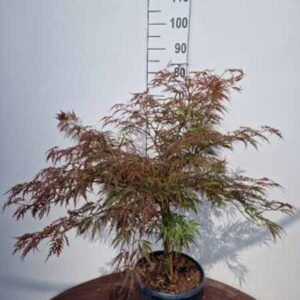 Japanse esdoorn | Acer palmatum 'Garnet'