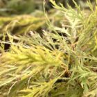 Japanse esdoorn | Acer palmatum 'Inaba-shidare'