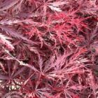 Japanse esdoorn | Acer palmatum 'Inaba-shidare'