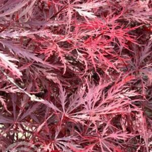 Japanse esdoorn | Acer palmatum 'Inaba-shidare'