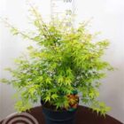 Japanse esdoorn | Acer palmatum 'Katsura'
