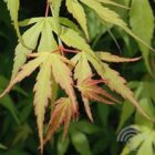 Acer palmatum Katsura bladdetail 45x45 1
