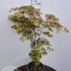 Japanse esdoorn | Acer palmatum 'Ôsakazuki'