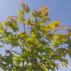 Japanse esdoorn | Acer palmatum 'Ôsakazuki'