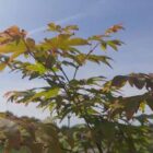 Japanse esdoorn | Acer palmatum 'Ôsakazuki'