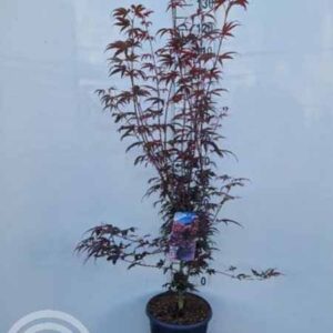 Japanse esdoorn | Acer palmatum 'Pixie'