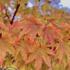 Japanse esdoorn | Acer palmatum 'Sango-Kaku'